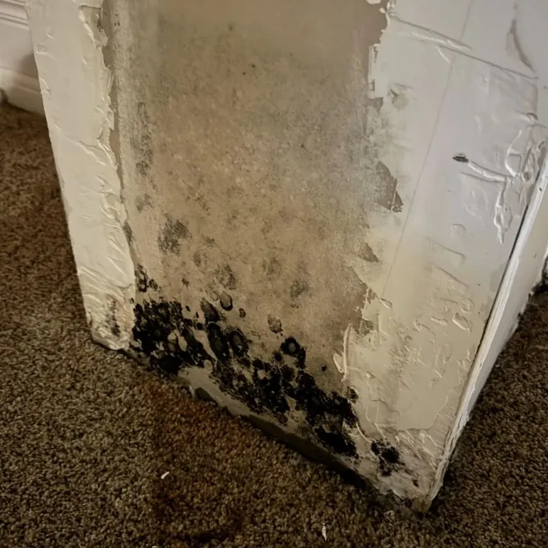 Professional Mold Removal in Berkeley Springs, WV